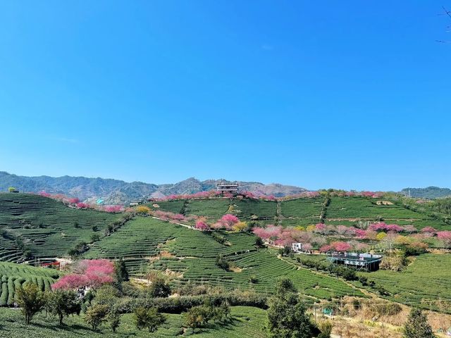 在福建在福建漫山遍野的櫻花永福櫻花園