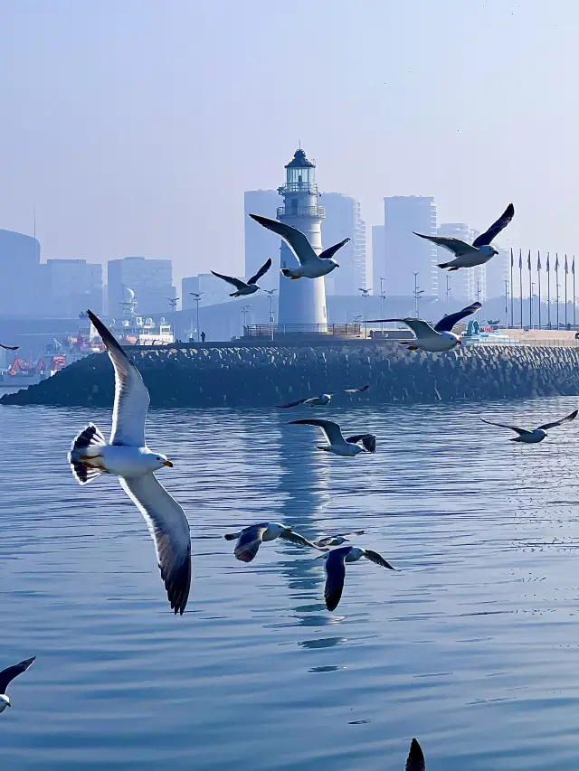 Chasing seagulls and riding the waves, encounter the limited winter romance in Qingdao