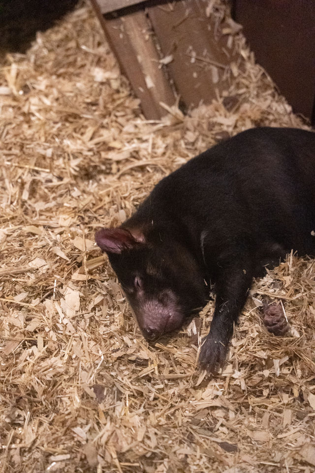 新加坡夜間動物園攻略，一定記得要徒步！