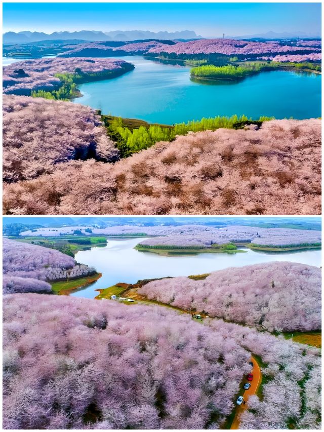 全球最大櫻花林，不輸日本