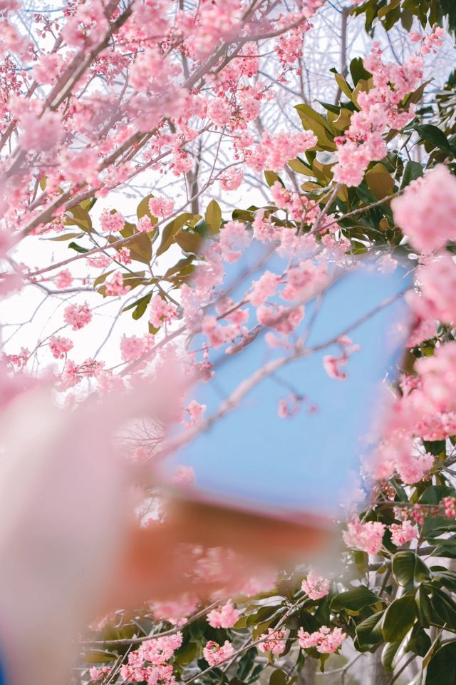 玄武湖櫻花｜春日宴