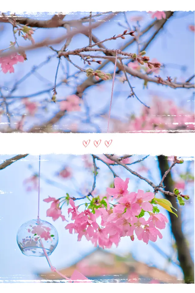 광저우 여기의 고풍 벚꽃 봄날의 분위기가 너무 로맨틱해요