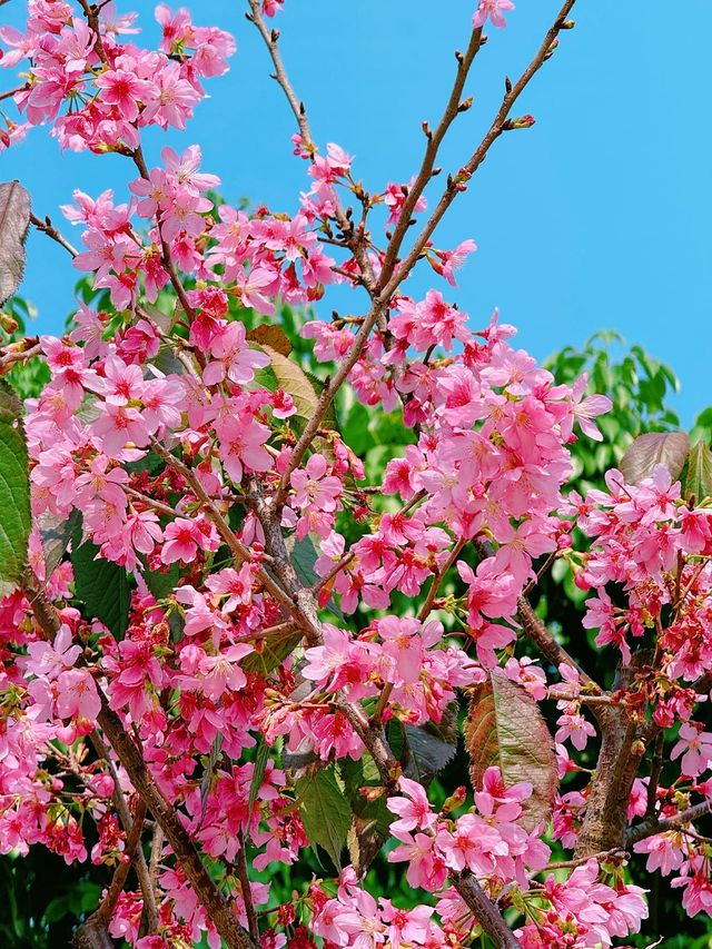 廈門狐尾山櫻花谷，春日裡的櫻花