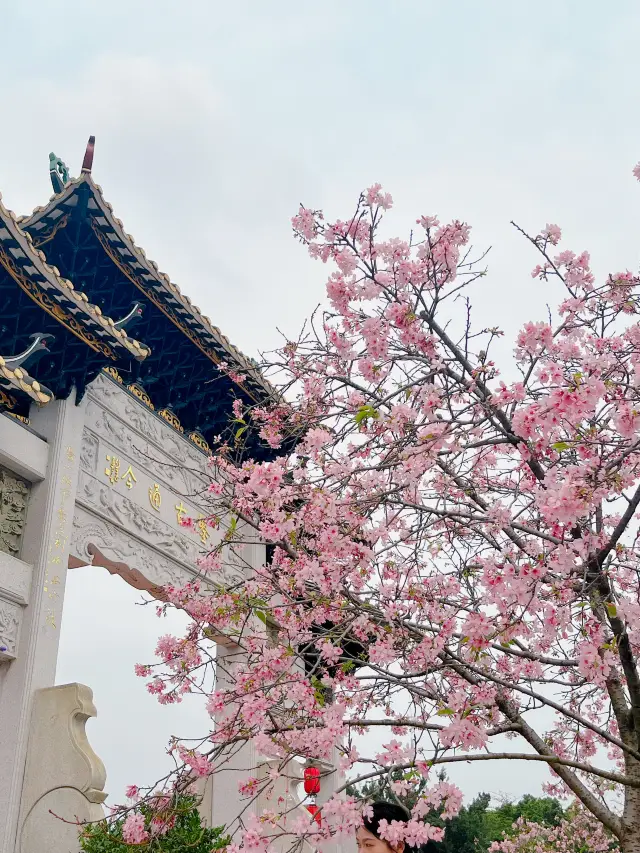 광저우 | 보묵원 벚꽃축제 | 벚꽃 구경하기 좋은 곳