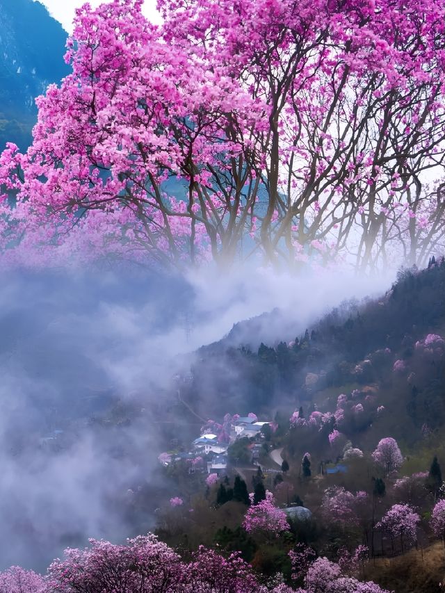 成都周邊最美的粉色春天 | 九皇山辛夷花