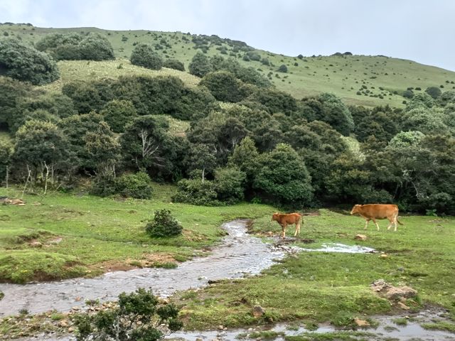 經木香坪反穿鷄足山，這是一條古老的朝聖之路