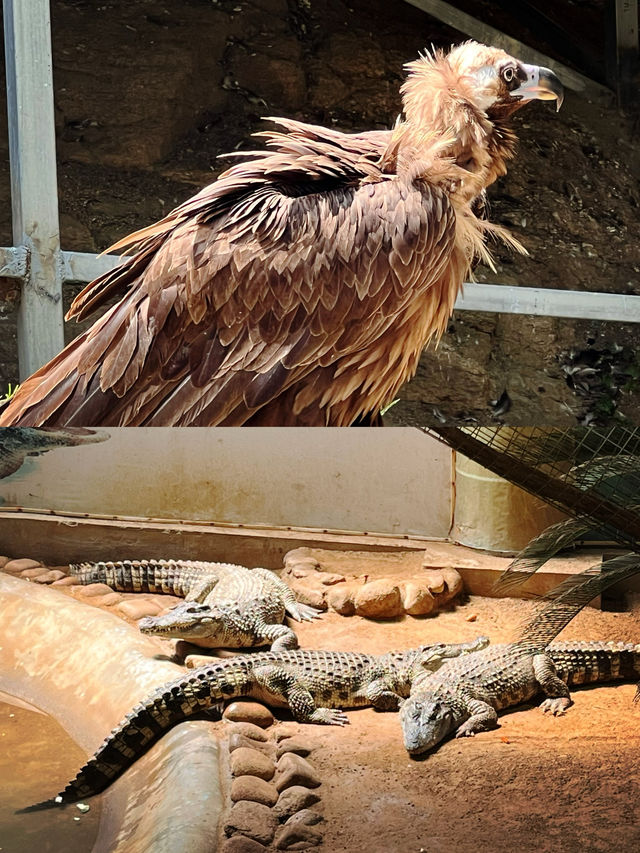 聽勸實話實說！威海西霞口神雕山動物園紅黑榜