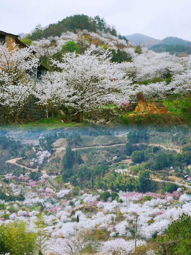 獨享徒步櫻花谷 免費 去嵊州清潭坑吸氧吧！櫻花風景太美了