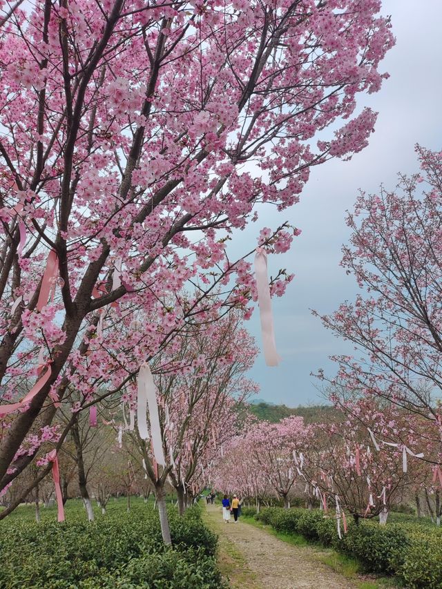 十思園—溧陽花海