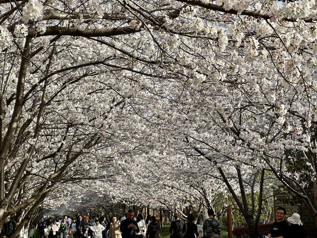 櫻花如雲高東鎮