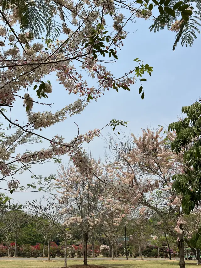 西雙版納熱帶花卉園