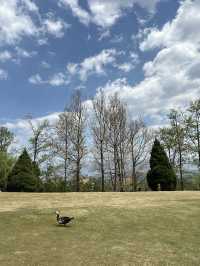 親子打卡｜大理蒼海雲上草原 拍照遛娃寶地