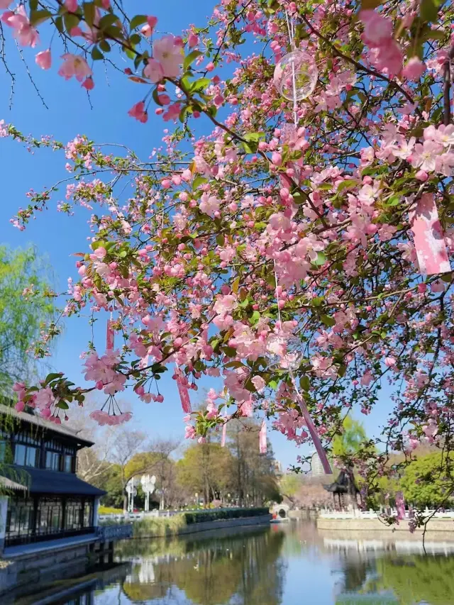 3月來南京～一定不要錯過莫愁湖公園的海棠