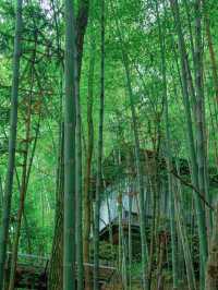 青城山必住酒店有絕美夜景，住進森林裡