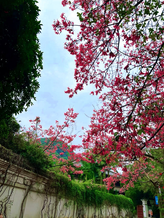 週末與家人參觀了美麗的柳州開元寺，領略其獨特的歷史文化底蘊