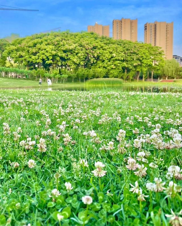 成都天府公園｜被低估的寶藏公園