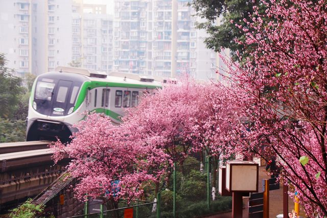 開往春天的地鐵太美了吧