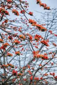 三月裡的佛山，滿城被木棉花披上“紅妝”