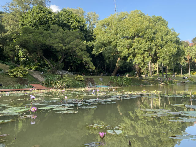 南寧市人民公園，現實版的綠野仙蹤！拍照打卡超出片！