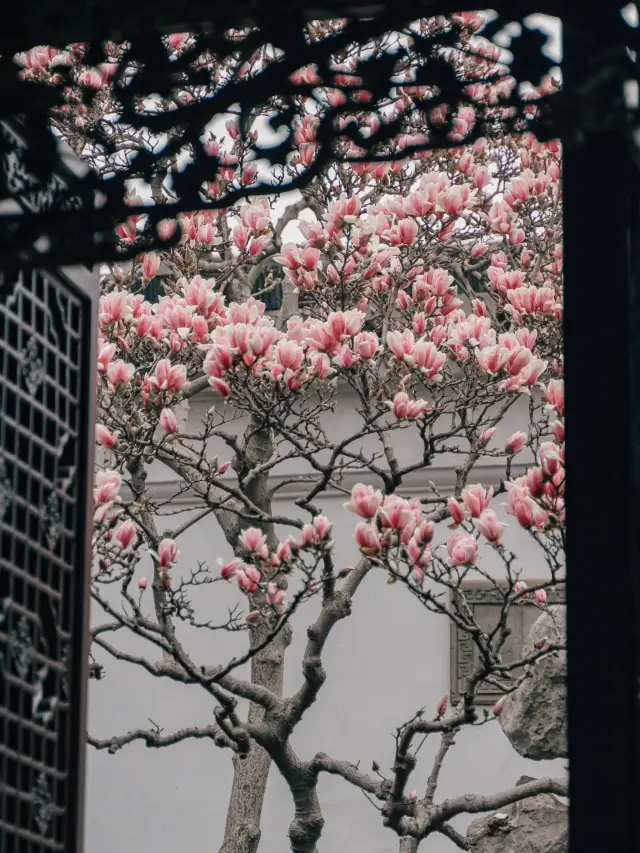 The Master-of-Nets Garden in March is a myriad of spring and bright scenery that has moved me to tears