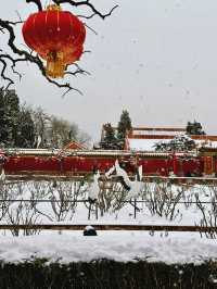 聽我說下雪天一定要來景山公園！千萬別錯過