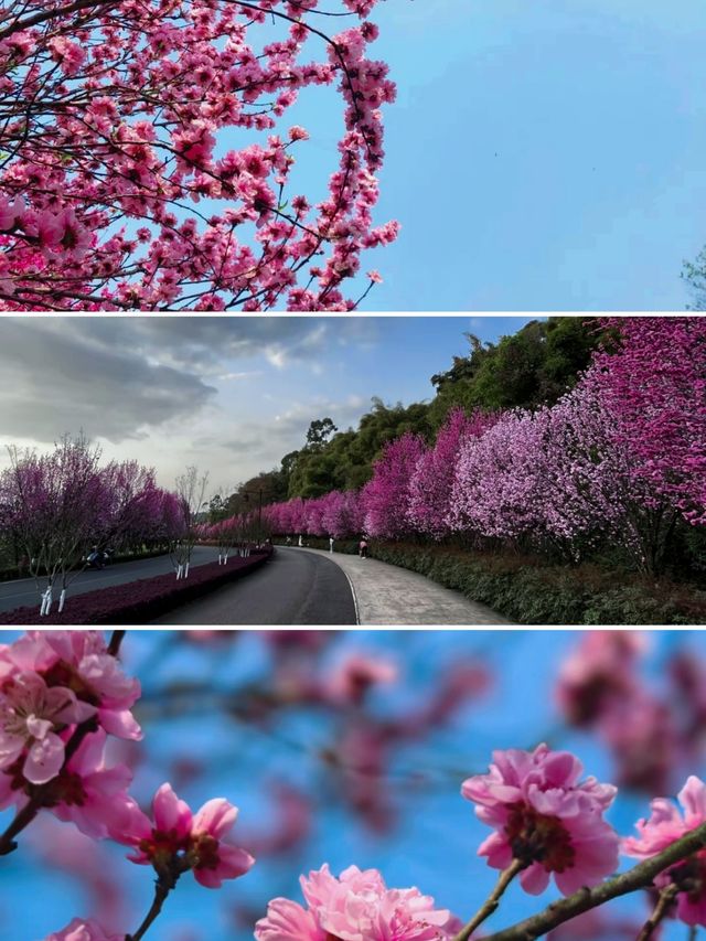 趁春日去賞花樂山綠心公園桃花已開