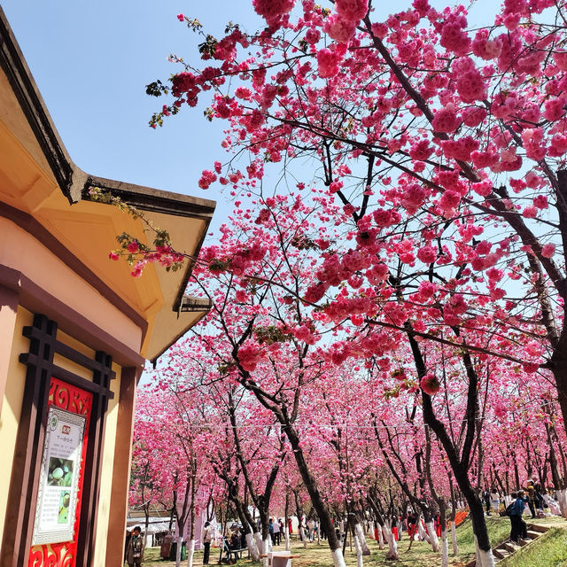 Springtime Serenity at Yuantong Mountain 🌸⛰️