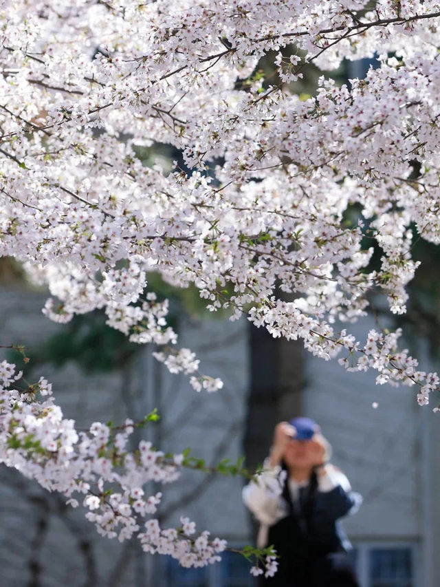 Exploring Hai'an Road's Floral Delights 🌸