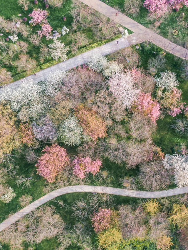 Cherry Blossom Season in Wuhan and Beyond 🌸