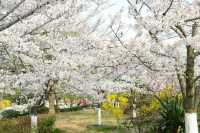青島中山公園邀您來賞櫻花