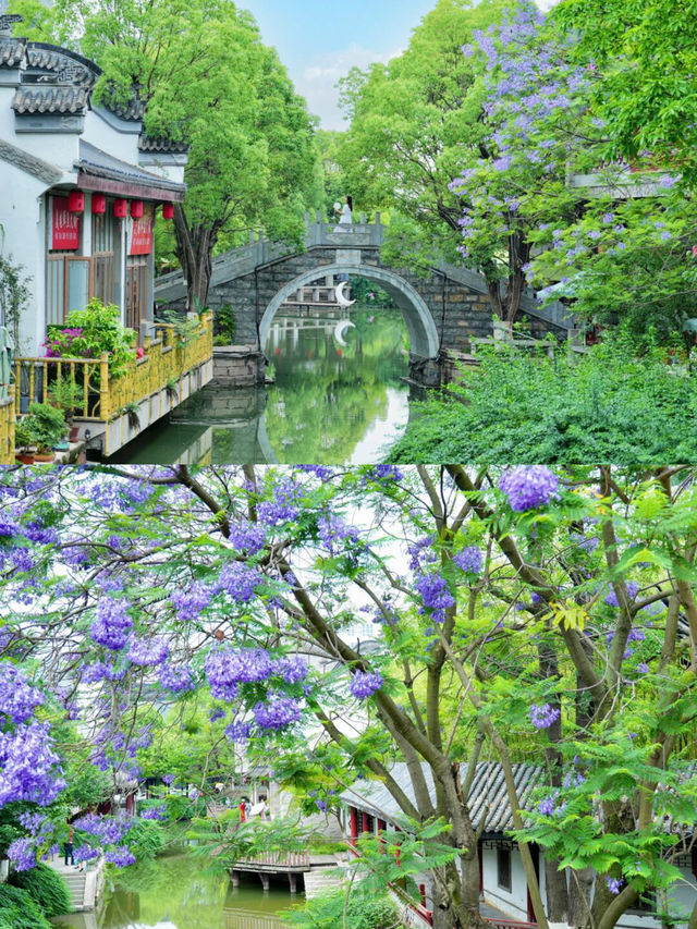 不是蘇州！是成都公園！藍花楹好美～