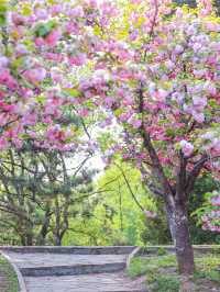 北京封神般春天櫻花谷的神樹真的美到失語啊