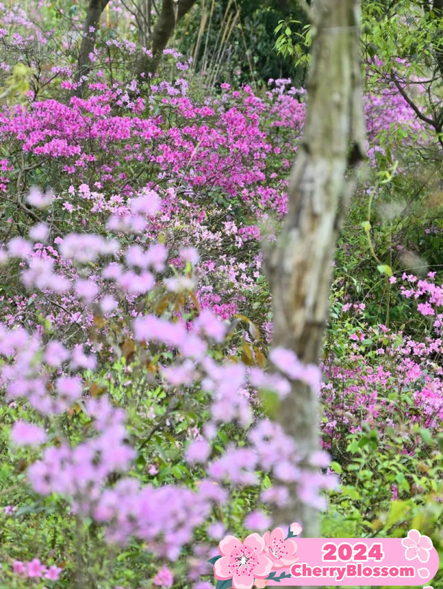 Tranquil Beauty: Exploring Ningbo's Azalea Hiking Route 🌺