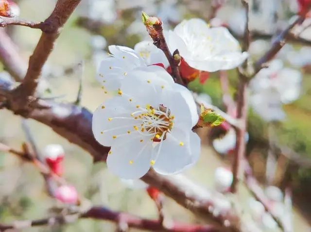 Enjoy a spring outing and admire the flowers, making a romantic date with spring