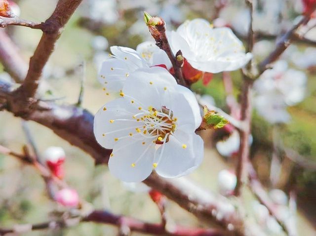 春日踏青賞花，與春天來一場浪漫之約