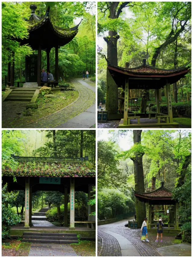 The Yunqi Bamboo Pathway is full of bamboo, yet no sage is heard to come