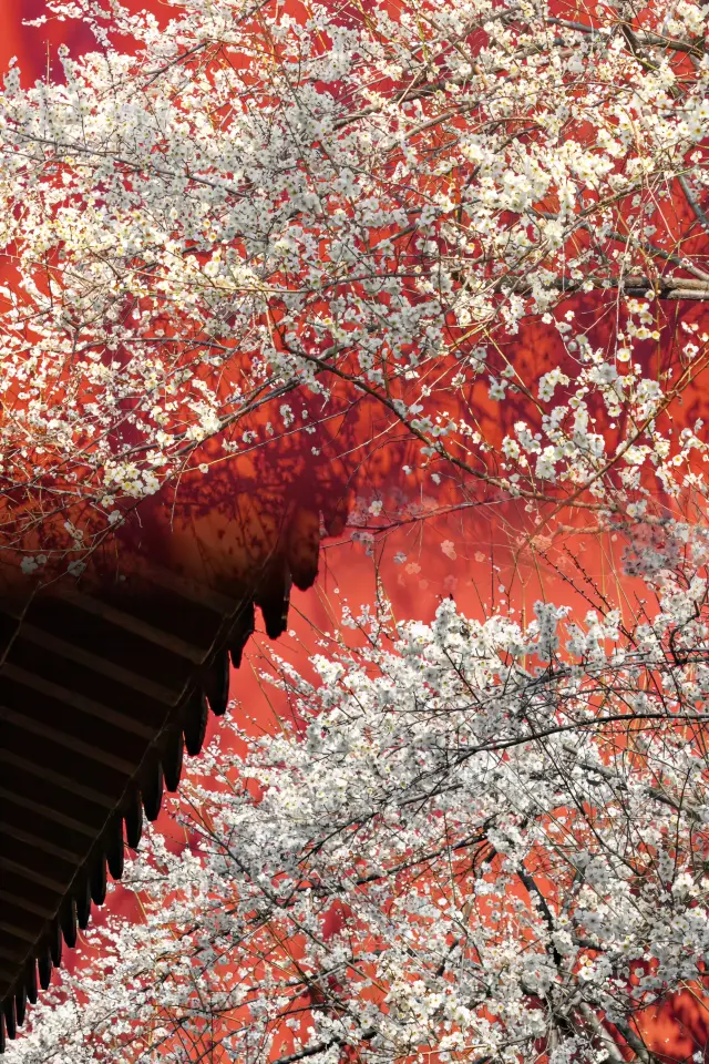 The plum blossoms in Hangzhou have bloomed in 2024‖ Sharing a stunning spot for flower viewing~