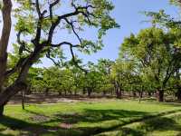 蘭州什川古梨園，週末休閒好去處