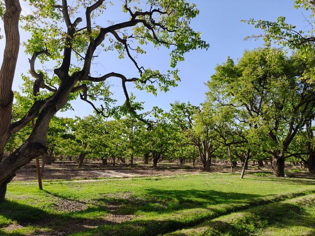 蘭州什川古梨園，週末休閒好去處