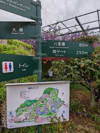 【春日尋芳】足利花卉公園：醬紫稀缺的八重藤你見過嗎？