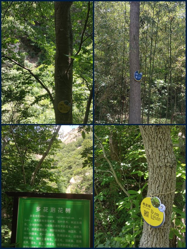 招虎山植物王國