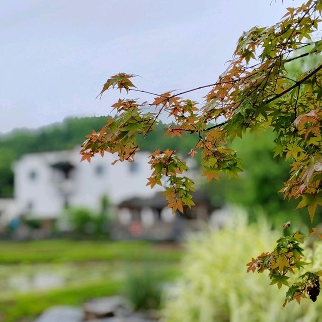 西遞既賣美景又賣肉