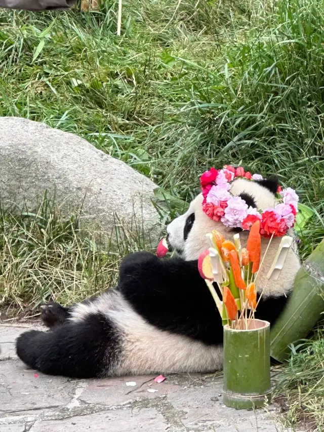 神樹坪的貓貓都乖慘了。