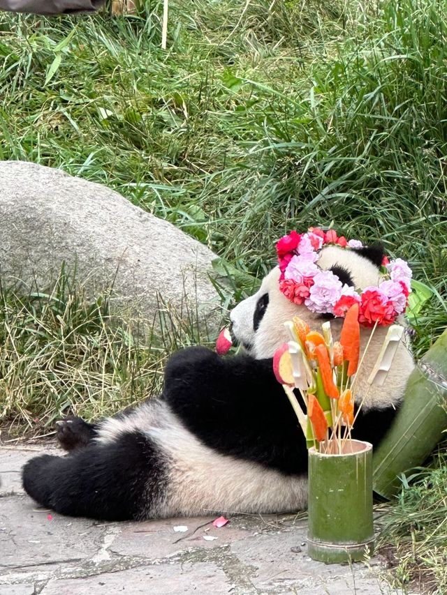 神樹坪的貓貓都乖慘了。