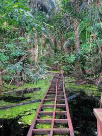 Oxygenating Forest Trekking Adventure in Nigeria