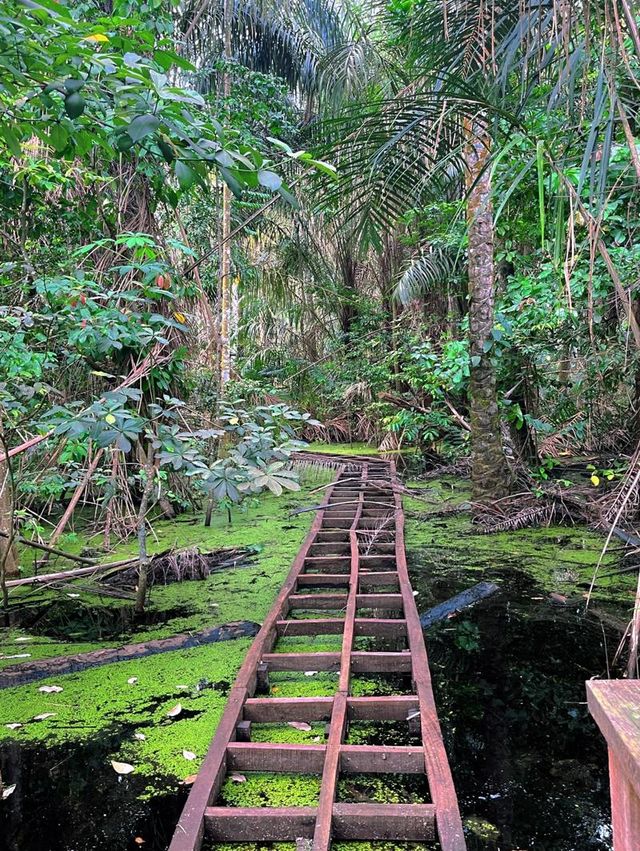 Oxygenating Forest Trekking Adventure in Nigeria