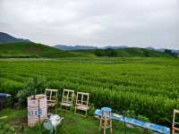 杭州龍坞茶村，一個悠然自得的地方