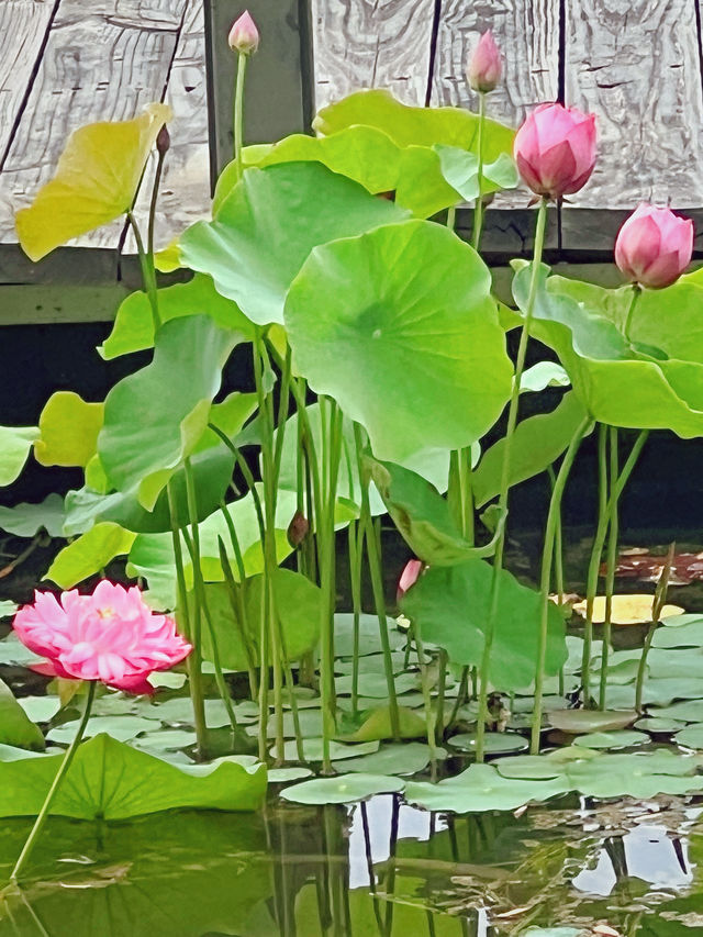 住進上海這3家高端酒店，擁有不一樣的夏日玩水體驗！