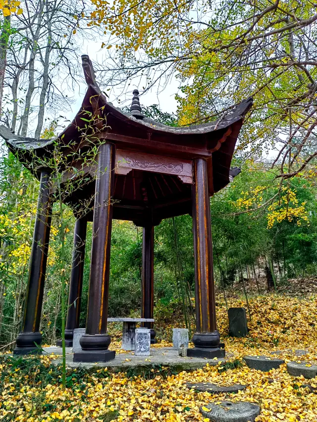Travel through a thousand-year golden dream, the ultimate guide to Suizhou Ginkgo Valley is here!