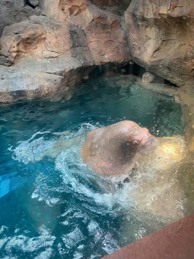 哈爾濱波塞冬海底世界丨打卡奇幻的海底王國